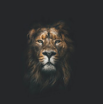 Lion Face Picture