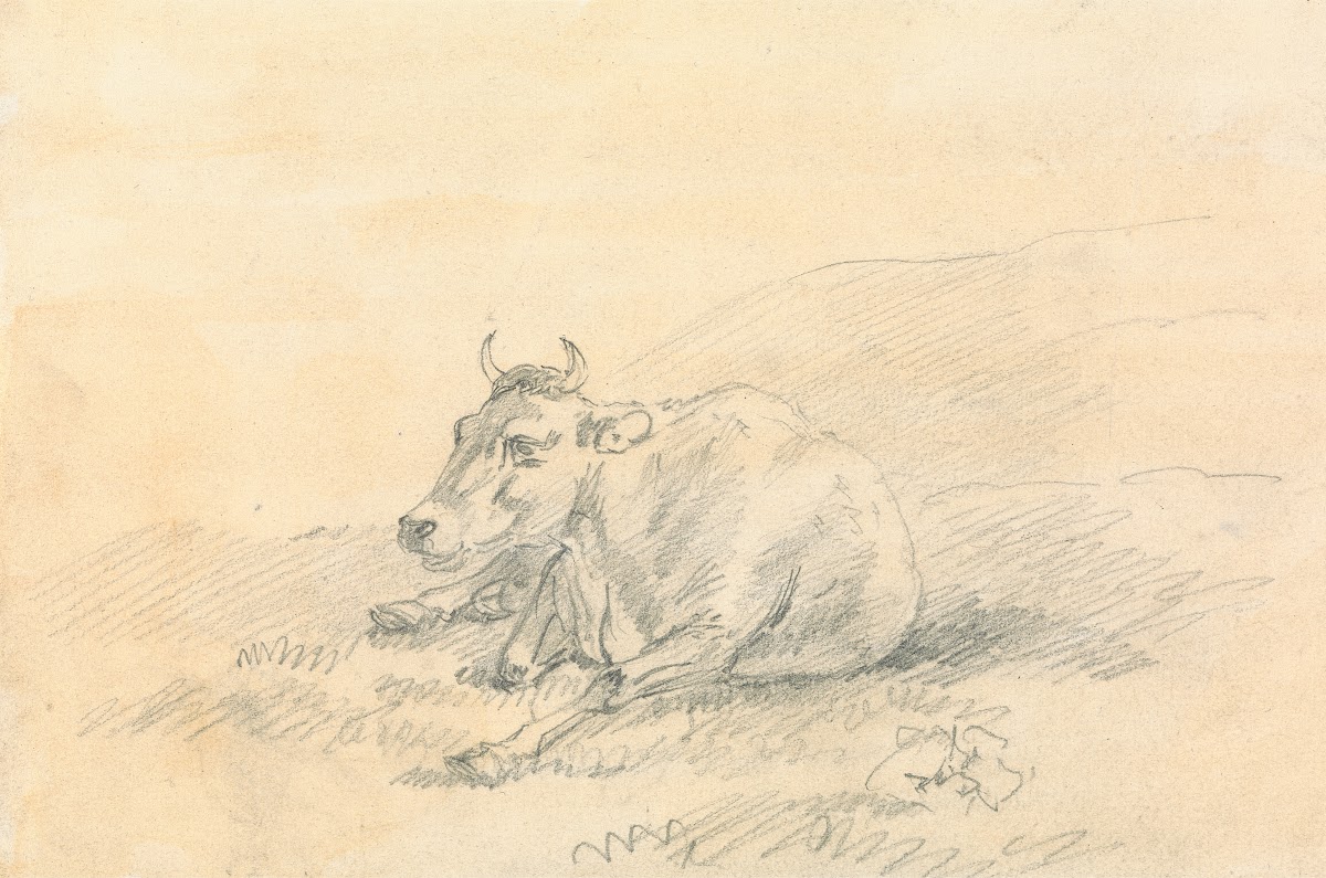 Cow Lying Down