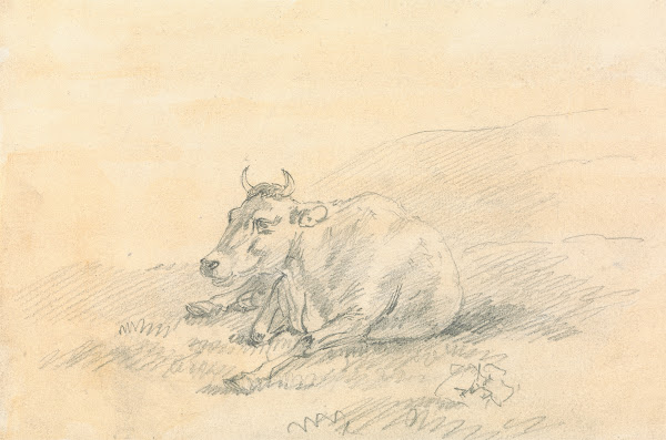 Cow Lying Down