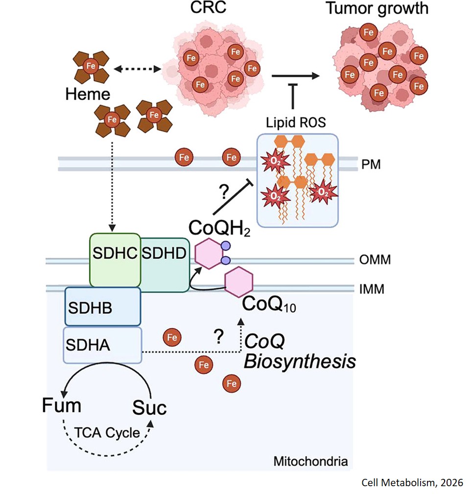 Iron-addicted colorectal cancers exploit heme- complex II axis to resist oxidative cell death