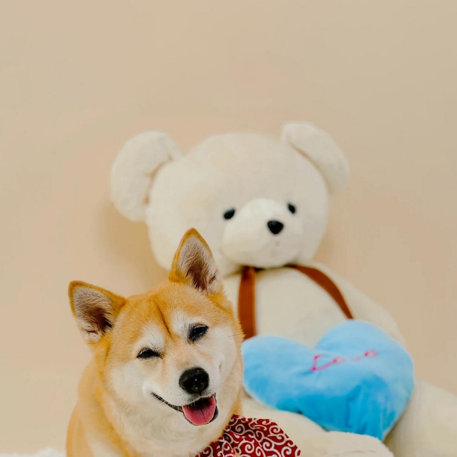Download Shiba Inu Sitting With Teddy Bear Full HD iPhone