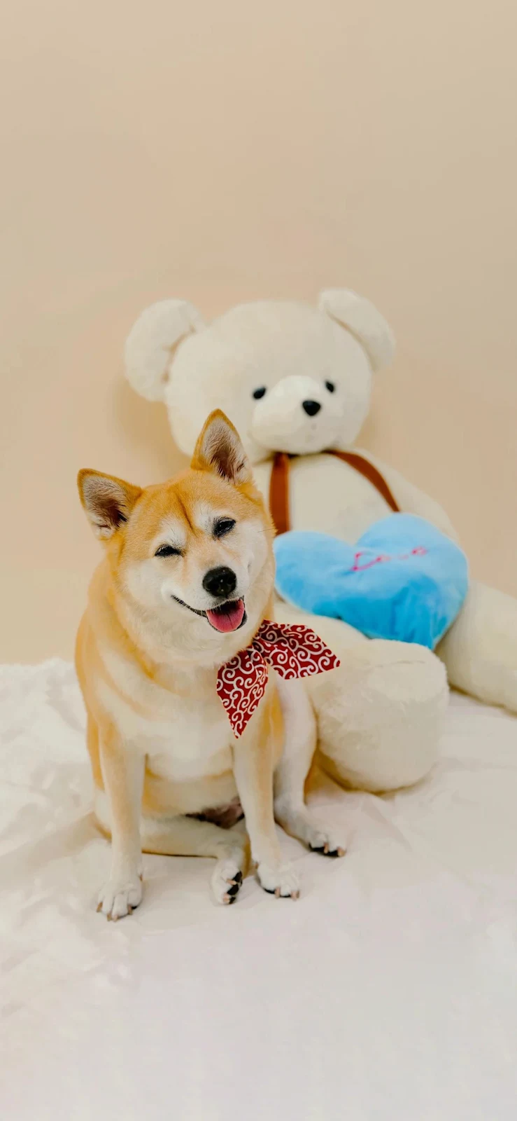 Shiba Inu Sitting With Teddy Bear - Pet Photography Full HD iPhone Wallpaper (1221x2645)