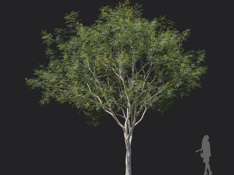 Maxtree - Plant Models Vol.121