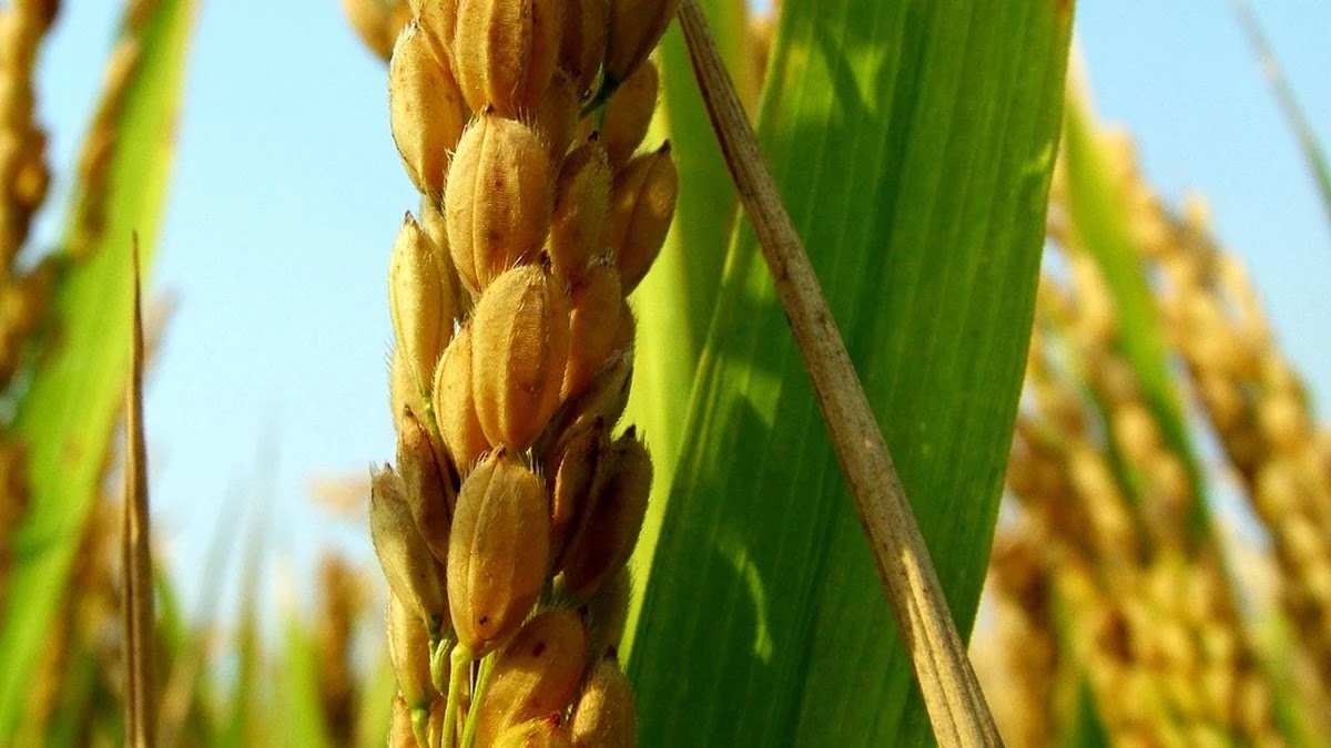 프리랜서 사업자 보험료 세액공제 조건과 절세 활용법