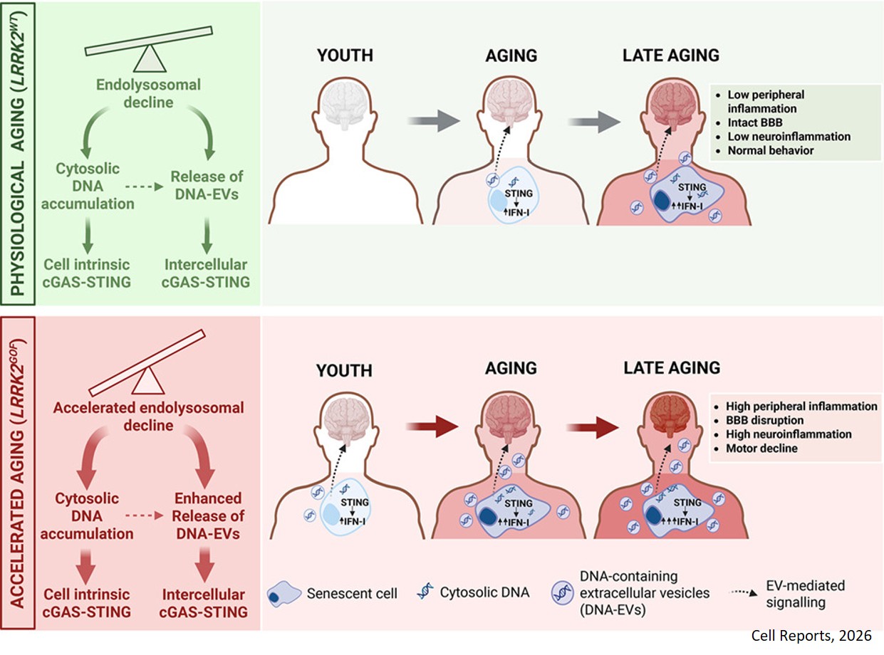 STING-dependent peripheral inflammaging drives neurodegeneration via extracellular vesicles
