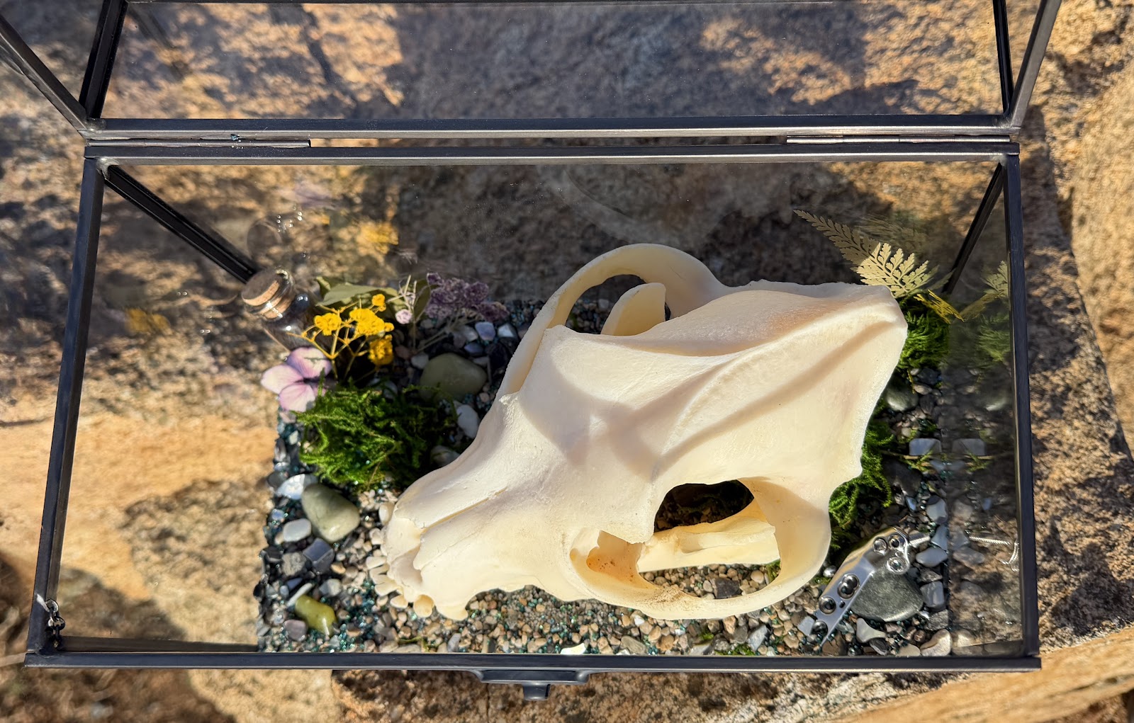 Pet Skull Preservation 3