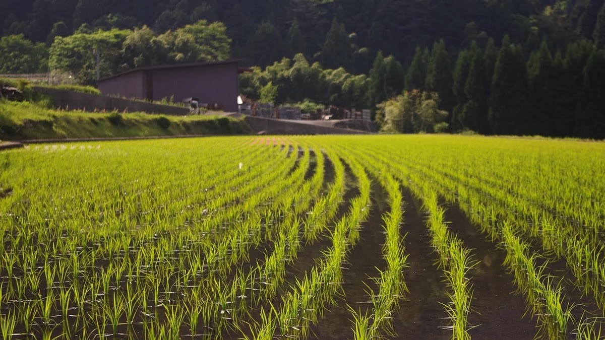 원달러 환율 변동 메커니즘과 신흥국 경제에 미치는 구조적 영향