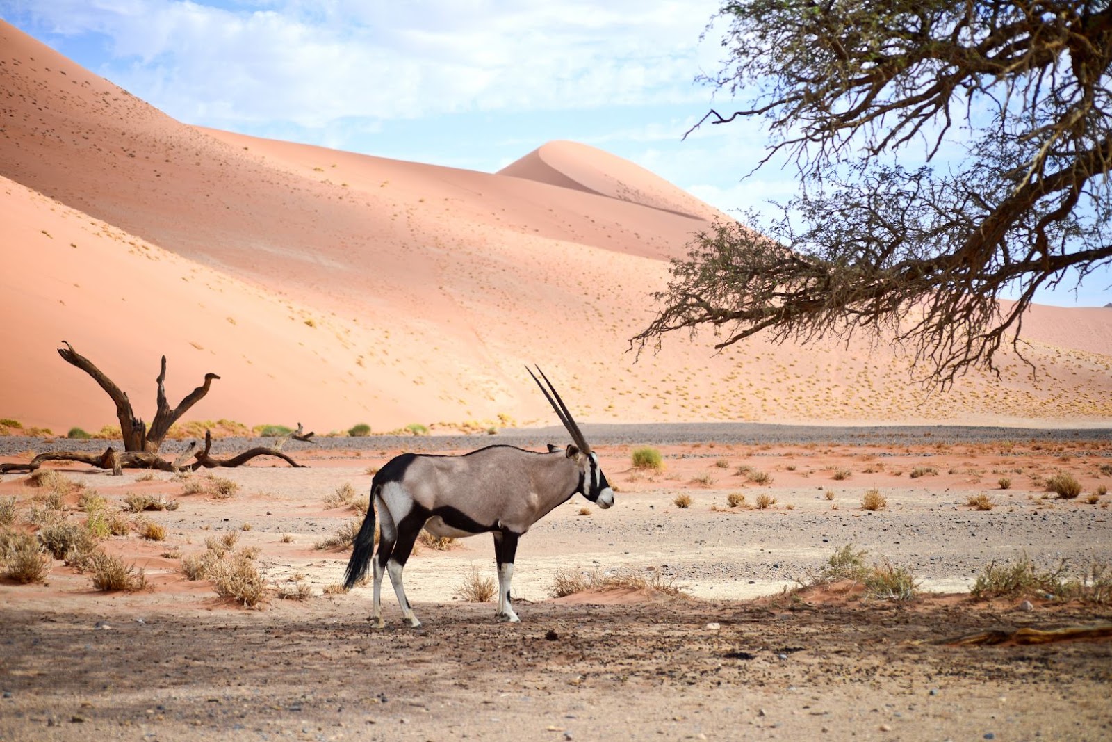 Oryx standing against Namibia’s dramatic desert landscape and towering sand dunes.