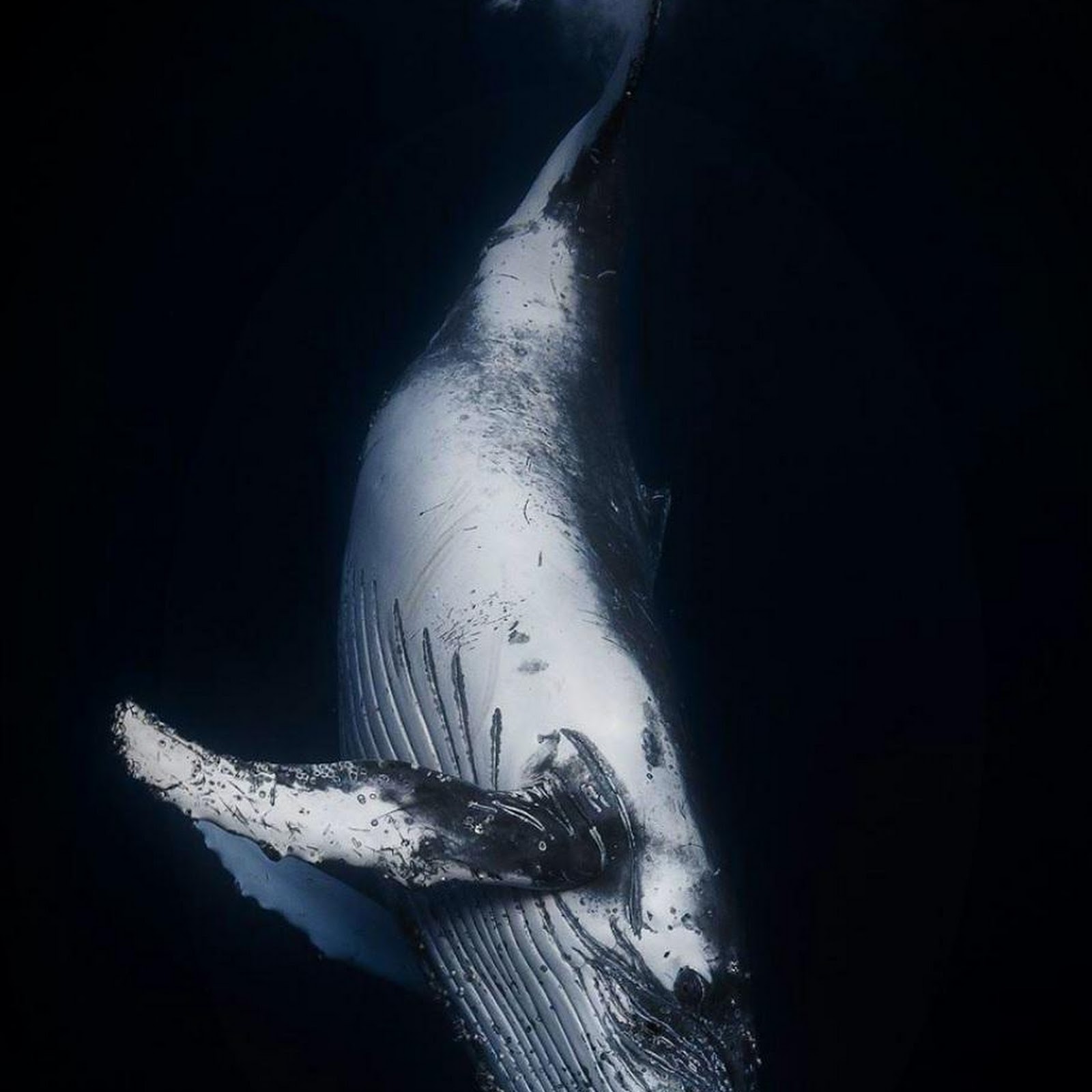 Download Majestic Humpback Under Dark Water iPhone