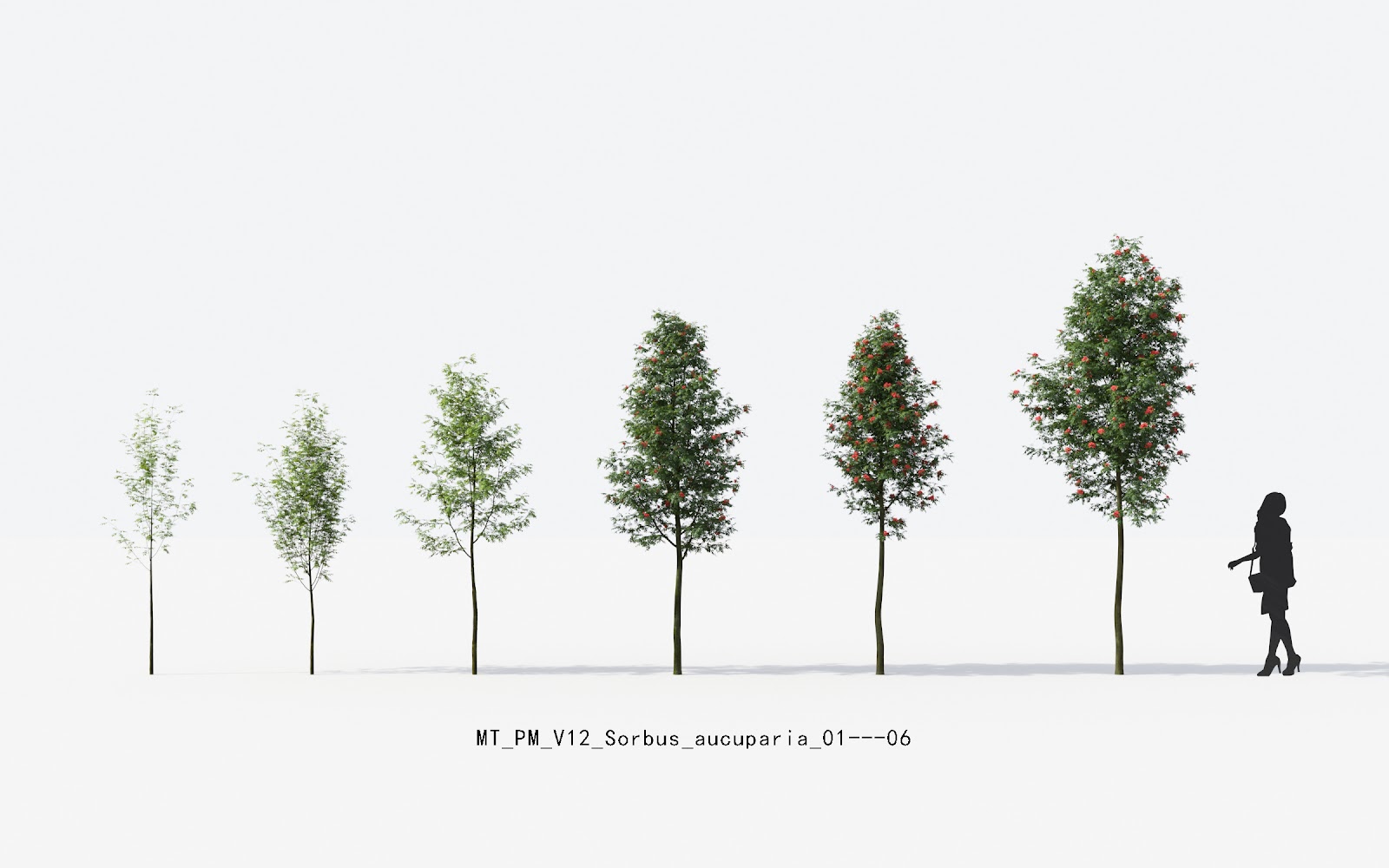 Maxtree - Plant Models Vol.12