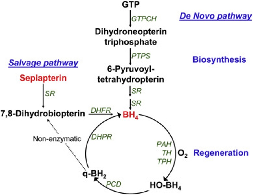 Sepiapterin Responsiveness Over 14 Days in Children and Adults with Phenylketonuria: Pooled Results from Three Phase 3 Clinical Trials