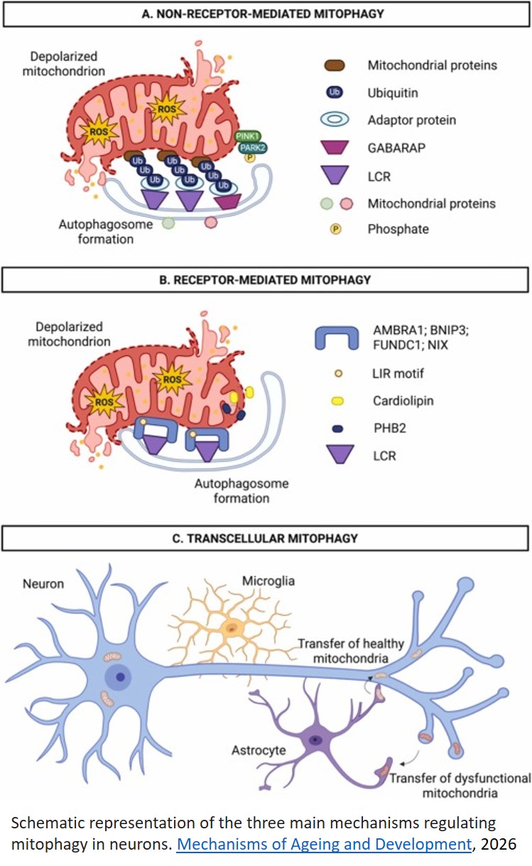 Mitochondrial quality in aging and neurodegeneration: The emerging role of mitochondria-derived vesicles