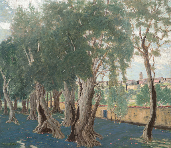 Olive grove