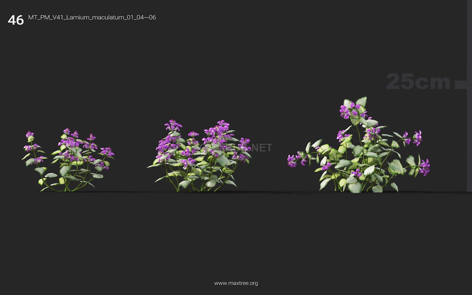 Maxtree - Plant Models Vol.41