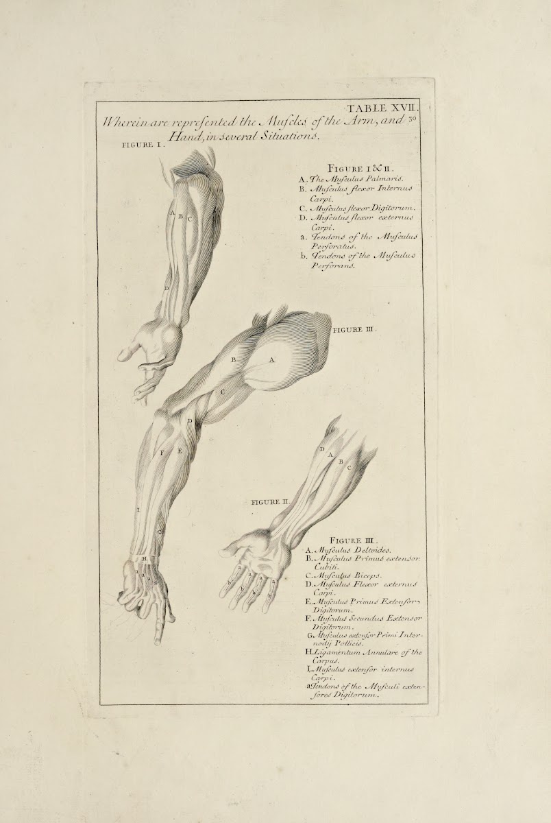 Anatomy improvd and illustrated with regard to the uses thereof in designing Pl1