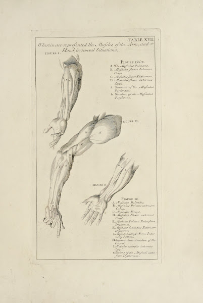 Anatomy improvd and illustrated with regard to the uses thereof in designing Pl1