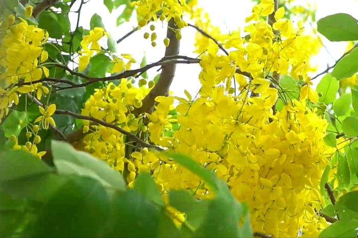 Hoa muồng hoàng yến nở rộ bên đường ven hồ Tây - Đài Phát thanh và truyền hình Hà Nội