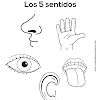 5 Sentidos