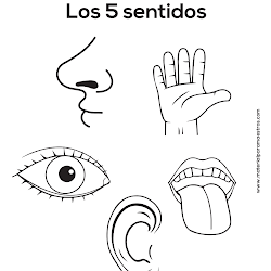 5 Sentidos