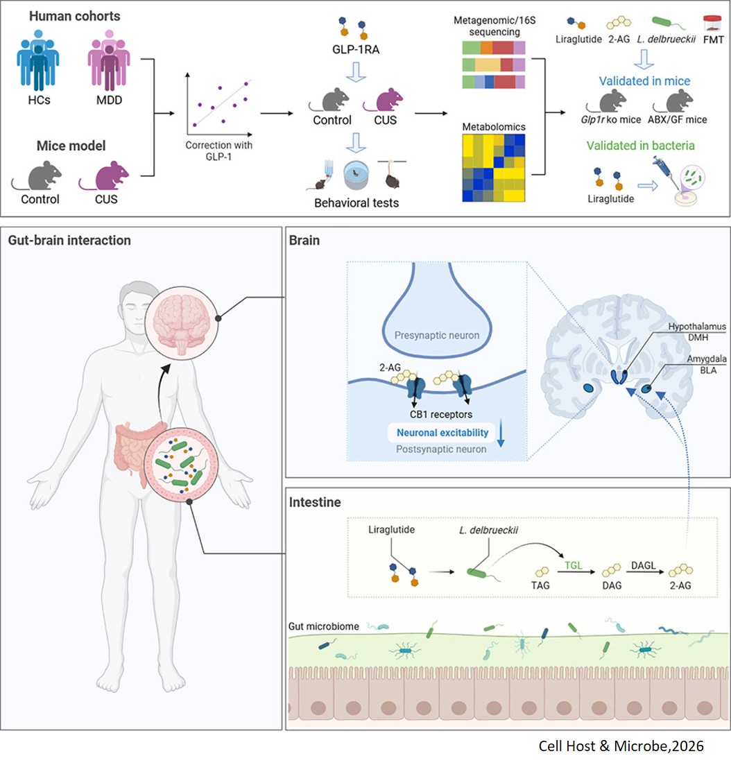 Microbiota-driven gut-brain signaling underlies antidepressant effects of a GLP-1 analog