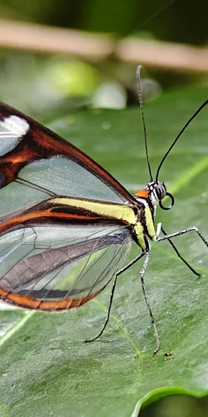 Glasswing Butterfly, Butterfly, Insect, Wildlife 2K Wallpaper Background