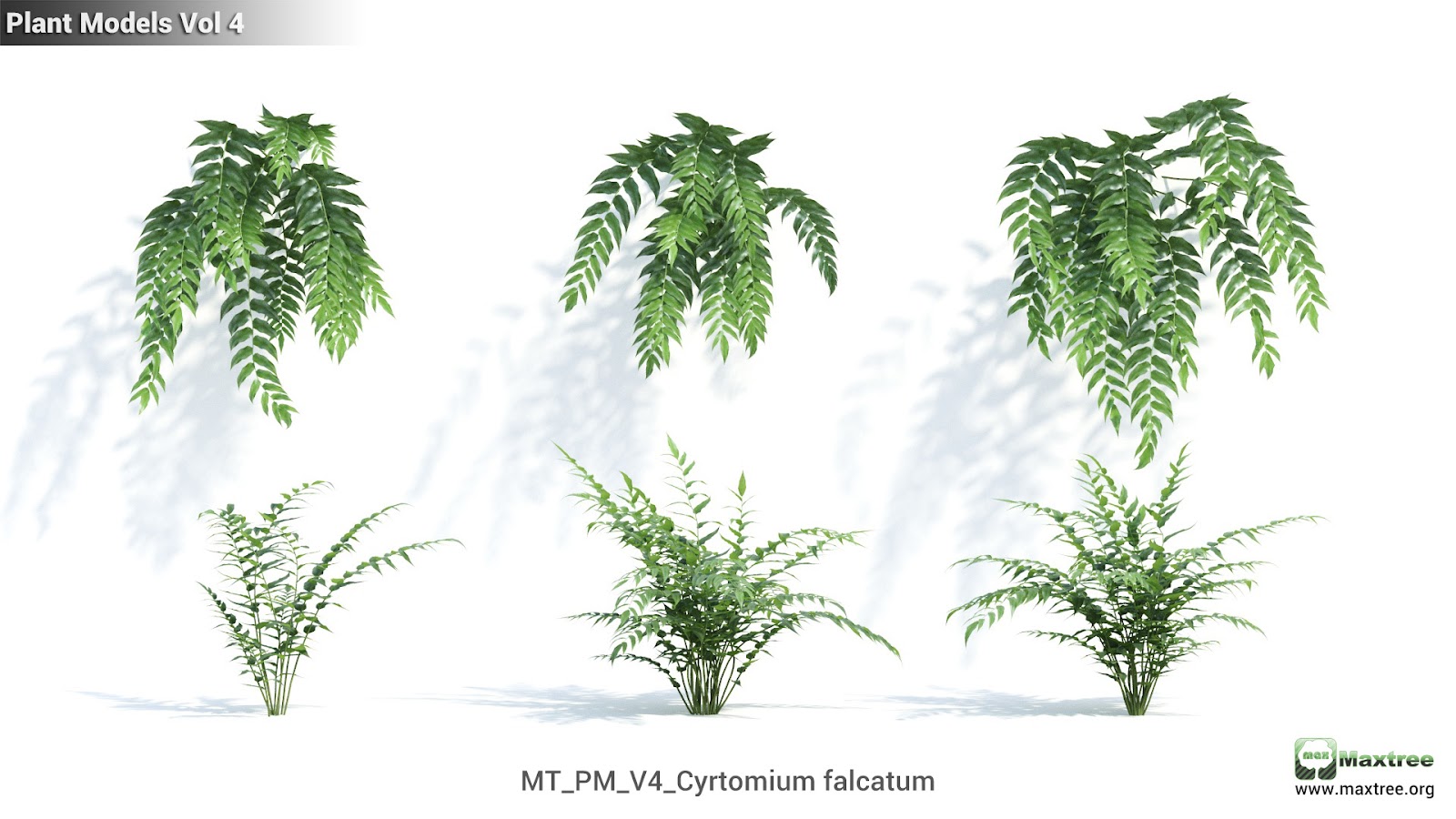 Maxtree - Plant Models Vol.4