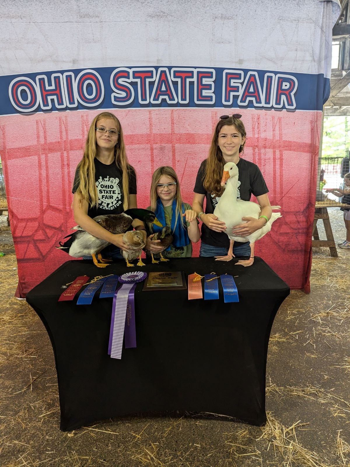 Silver Appleyard Duckling, Embden Goose, Assorted Call Duckling