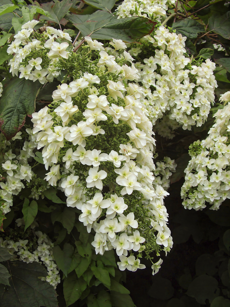 Hydrangea quercifolia 'Snowflake' in piena fioritura con grandi pannocchie bianche