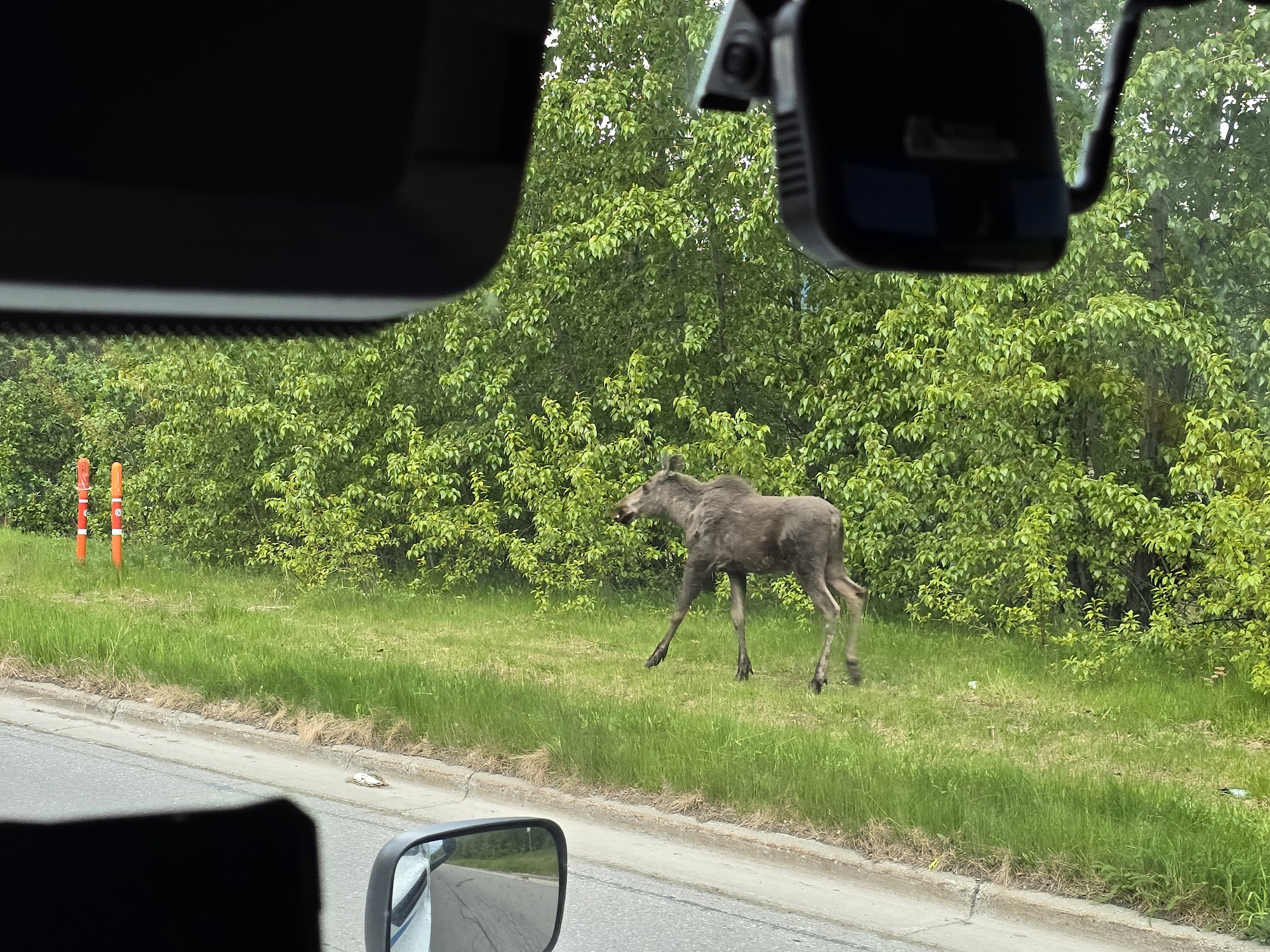 Moose Crossing