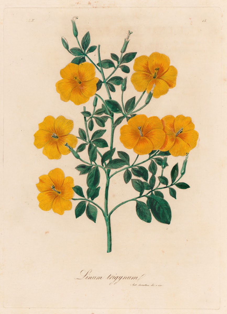 Linum trigynum 1818 1824