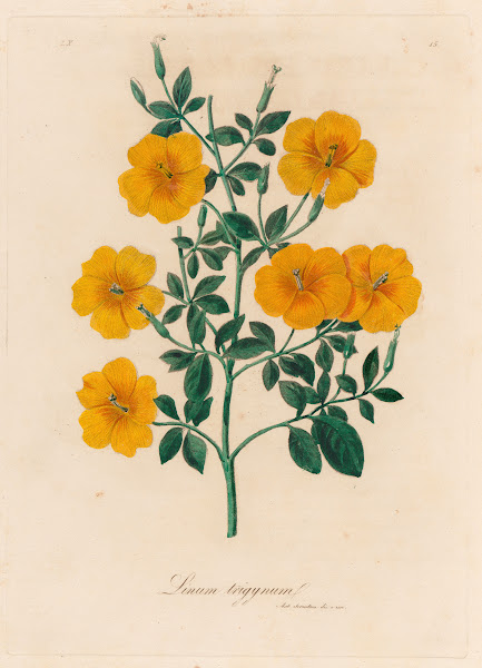 Linum trigynum 1818 1824