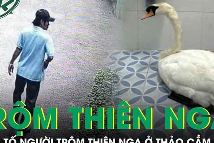Khởi tố người đàn ông trộm thiên nga trắng trong Thảo Cầm Viên đi bán - Báo Sức Khỏe &amp; Đời Sống