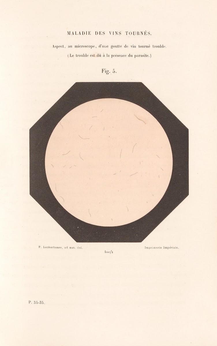 Études Sur Le Vin Pl02 1866
