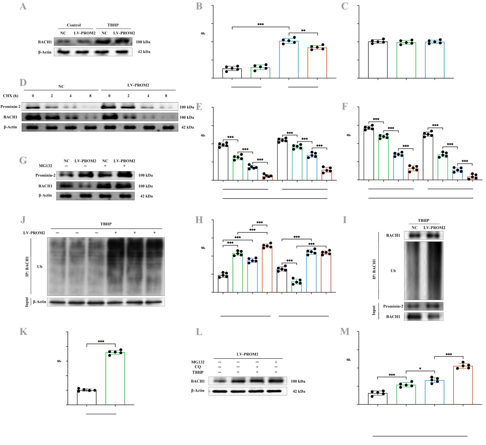 Targeting prominin-2/BACH1/GLS pathway to inhibit oxidative stress-induced ferroptosis of bone mesenchymal stem cells