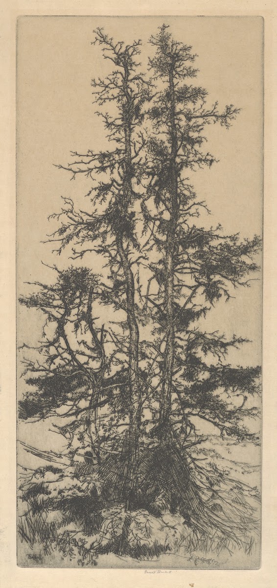 The Moss Trees 1915