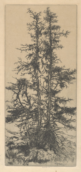 The Moss Trees 1915