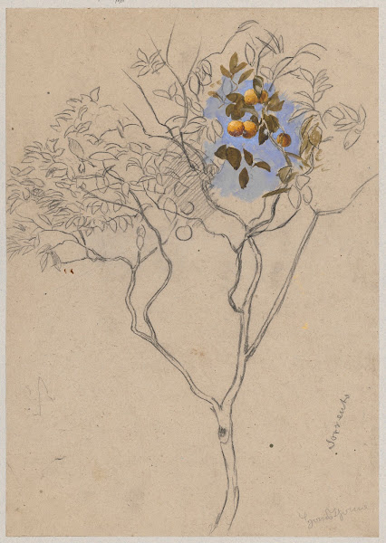 Study of an orange tree from the vicinity of Sorrento 1880