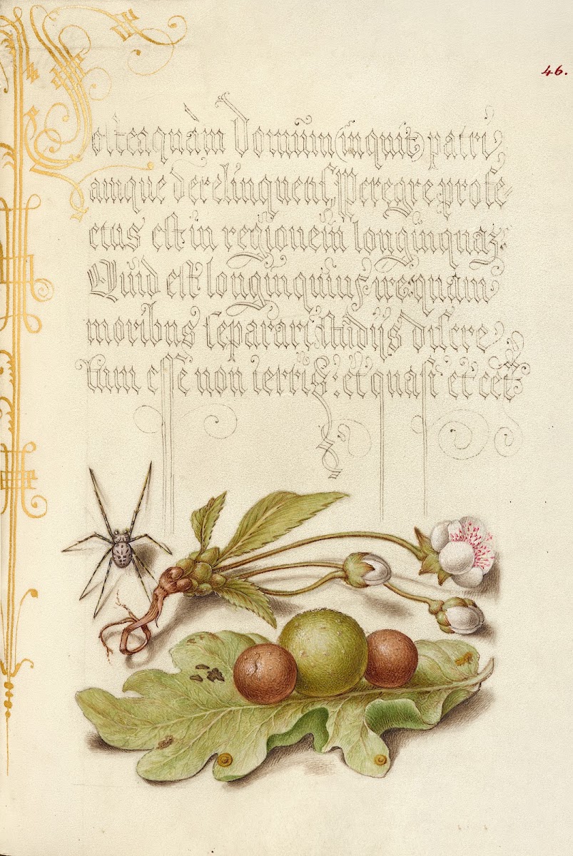 Spider Sweet Cherry Flower and English Oak Leaf with Galls 15611596