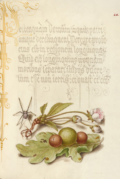 Spider Sweet Cherry Flower and English Oak Leaf with Galls 15611596