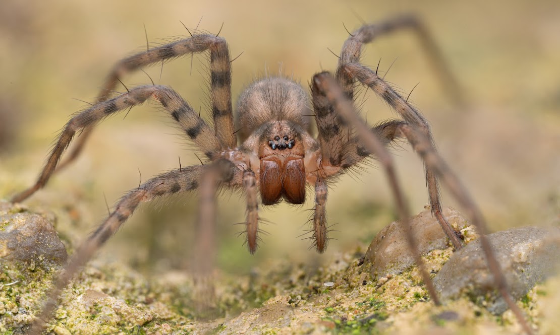 Tegenaria domestica