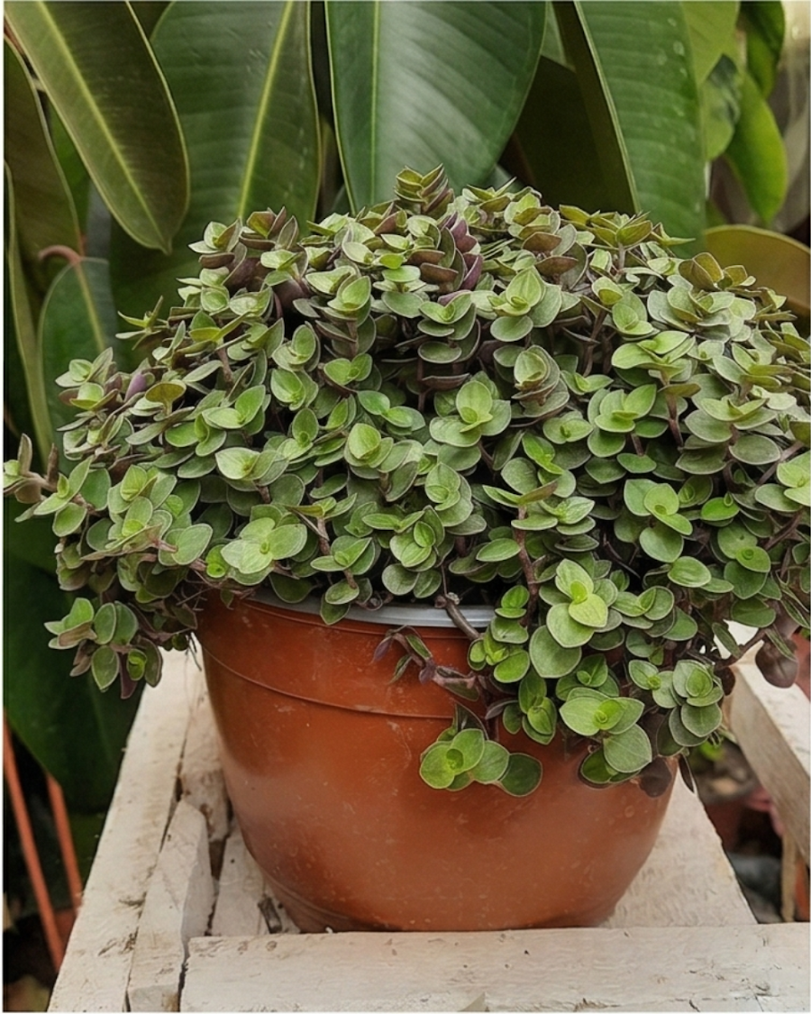 Turtle Vine Plant — view 4