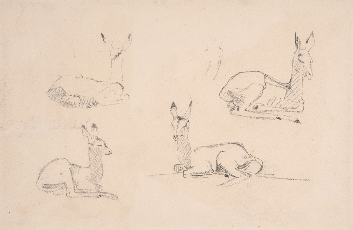 Studies of Pallah Deer Resting ca 1801