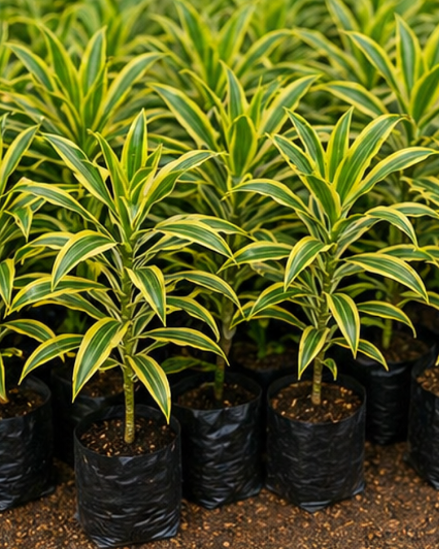 Song of India Plant — view 2