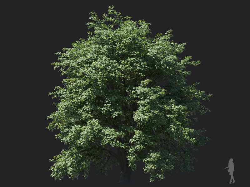 Maxtree - Plant Models Vol.116