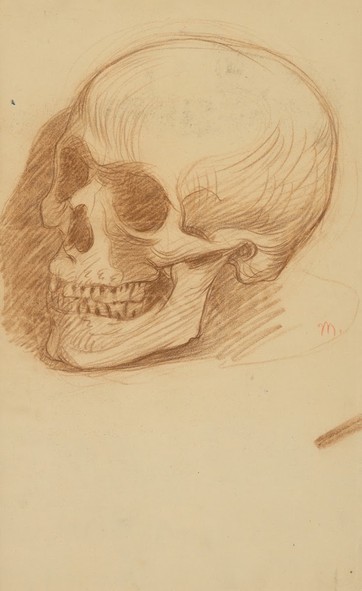 Skull Study