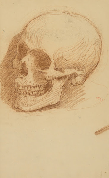 Skull Study