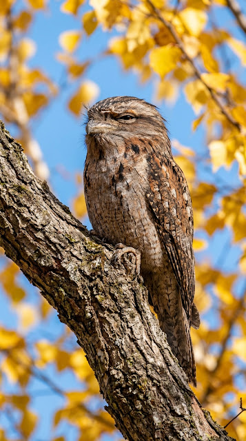 Tawny Frogmouth Bird Camouflaged on an Autumn Tree Branch - Free mobile Wallpaper