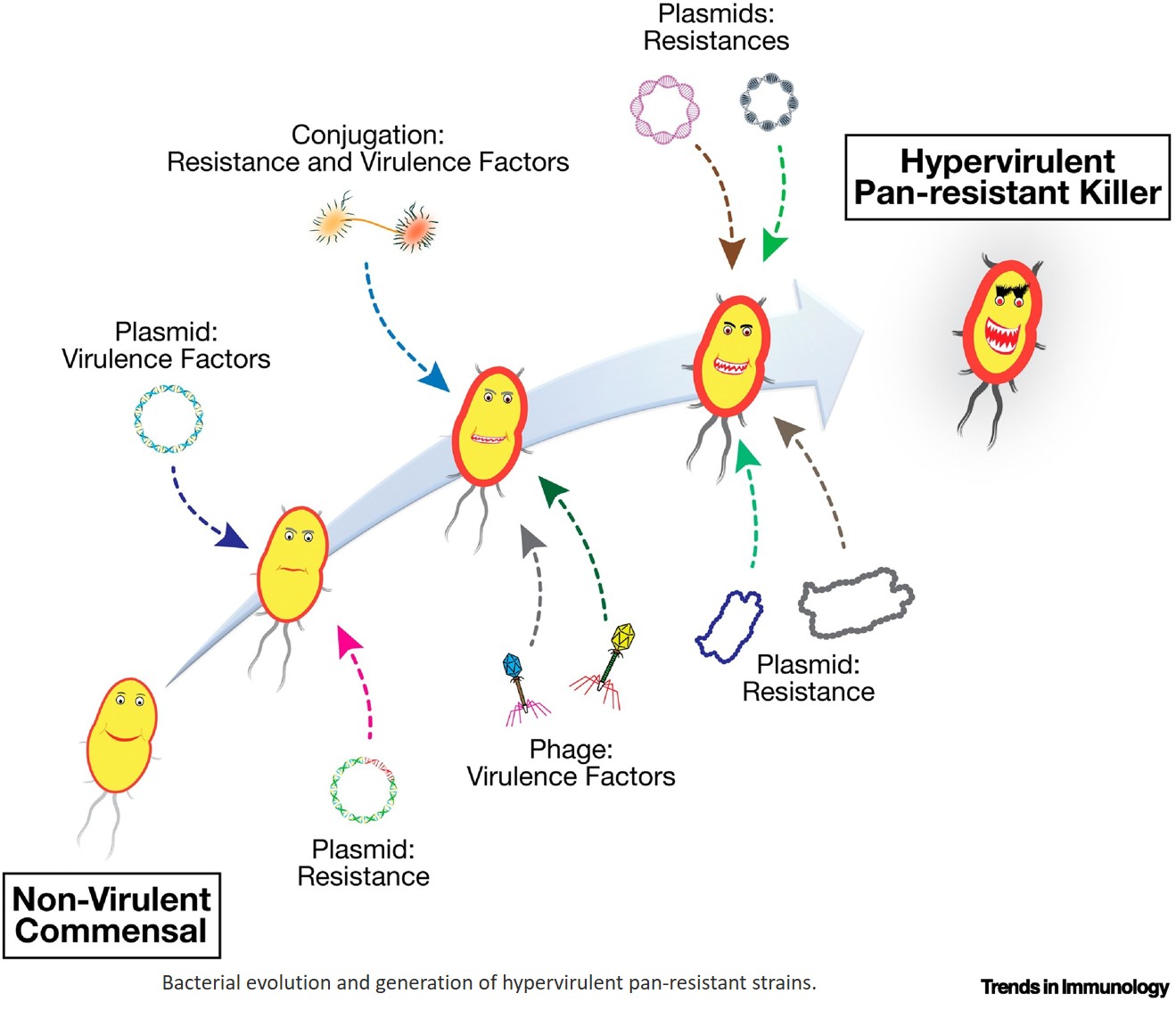 Human antibodies as emerging drugs for antimicrobial resistance