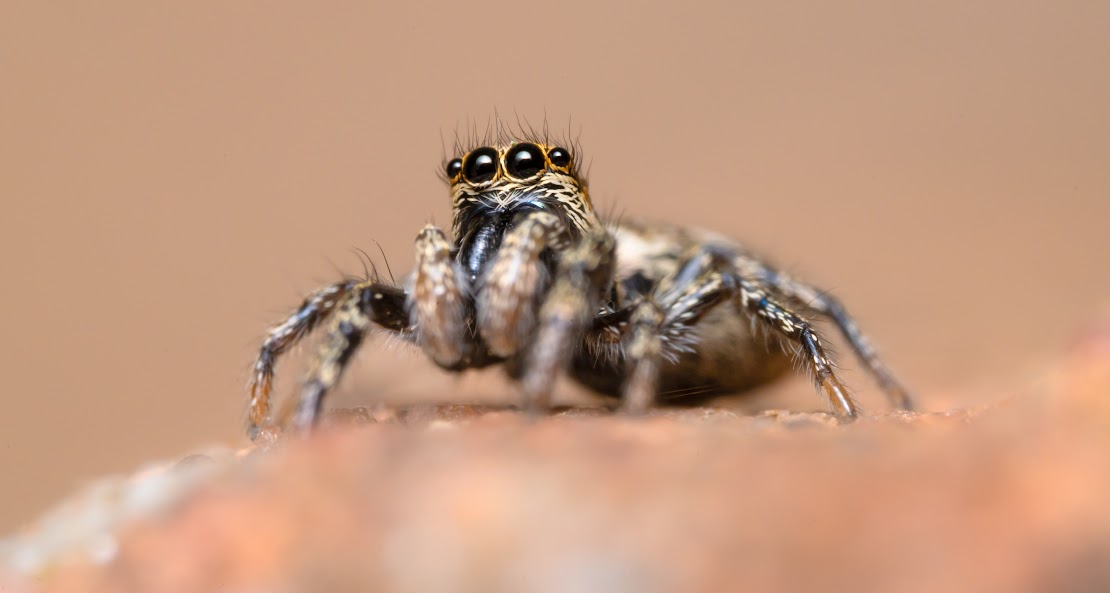 Salticus scenicus