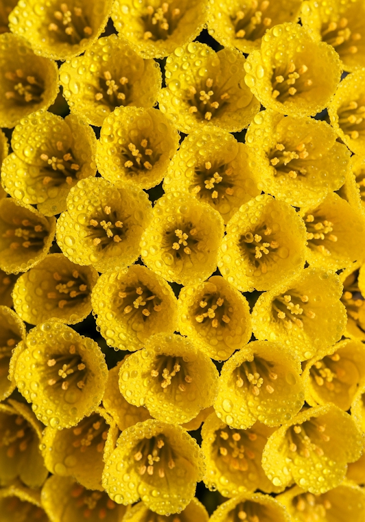 Macro Yellow Dewdrop Flowers